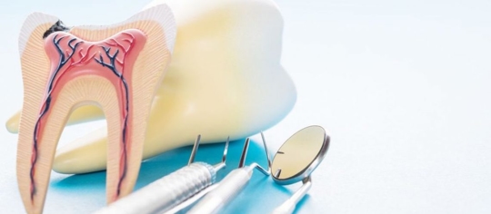 display of a tooth split in half